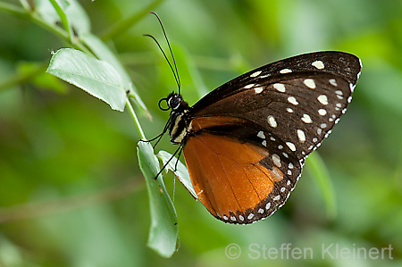 025 Tiger-Passionsfalter - Heliconius ismenius